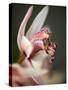 Orchid Portrait III-Nicole Katano-Stretched Canvas
