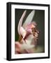 Orchid Portrait III-Nicole Katano-Framed Photo