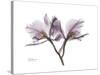 Orchid Portrait-Albert Koetsier-Stretched Canvas