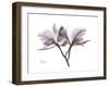 Orchid Portrait-Albert Koetsier-Framed Premium Giclee Print