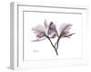 Orchid Portrait-Albert Koetsier-Framed Premium Giclee Print