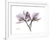 Orchid Portrait-Albert Koetsier-Framed Premium Giclee Print