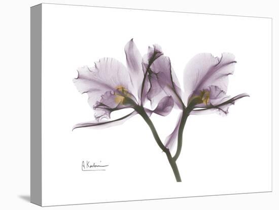 Orchid Portrait-Albert Koetsier-Stretched Canvas