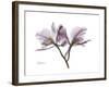 Orchid Portrait-Albert Koetsier-Framed Premium Giclee Print