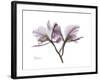 Orchid Portrait-Albert Koetsier-Framed Premium Giclee Print