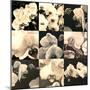 Orchid Rhapsody-Katja Marzahn-Mounted Giclee Print