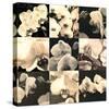 Orchid Rhapsody-Katja Marzahn-Stretched Canvas