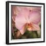 Orchid Romance-Marlana Semenza-Framed Art Print