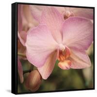 Orchid Romance-Marlana Semenza-Framed Stretched Canvas