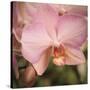 Orchid Romance-Marlana Semenza-Stretched Canvas