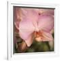 Orchid Romance-Marlana Semenza-Framed Art Print