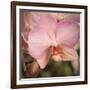 Orchid Romance-Marlana Semenza-Framed Art Print