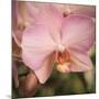 Orchid Romance-Marlana Semenza-Mounted Art Print