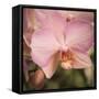 Orchid Romance-Marlana Semenza-Framed Stretched Canvas