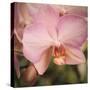 Orchid Romance-Marlana Semenza-Stretched Canvas