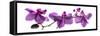 Orchid Row-Julia McLemore-Framed Stretched Canvas