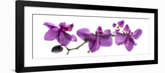 Orchid Row-Julia McLemore-Framed Photographic Print