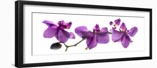 Orchid Row-Julia McLemore-Framed Photographic Print