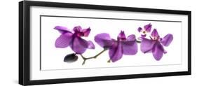 Orchid Row-Julia McLemore-Framed Photographic Print