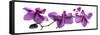 Orchid Row-Julia McLemore-Framed Stretched Canvas
