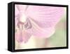 Orchid's Softness-Doug Chinnery-Framed Stretched Canvas