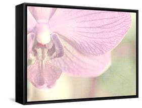 Orchid's Softness-Doug Chinnery-Framed Stretched Canvas