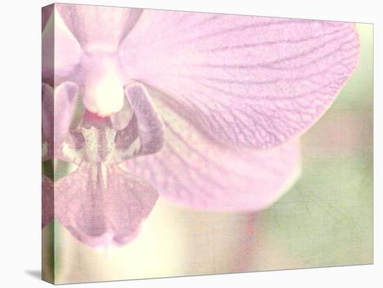 Orchid's Softness-Doug Chinnery-Stretched Canvas