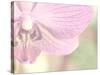 Orchid's Softness-Doug Chinnery-Stretched Canvas