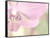 Orchid's Softness-Doug Chinnery-Framed Stretched Canvas