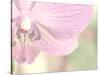 Orchid's Softness-Doug Chinnery-Stretched Canvas