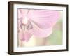 Orchid's Softness-Doug Chinnery-Framed Photographic Print