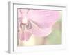 Orchid's Softness-Doug Chinnery-Framed Photographic Print