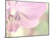 Orchid's Softness-Doug Chinnery-Mounted Photographic Print