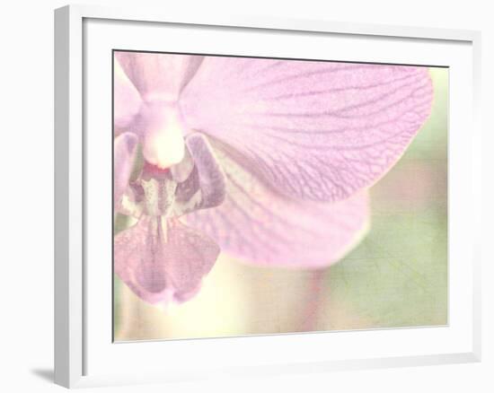 Orchid's Softness-Doug Chinnery-Framed Photographic Print