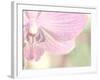 Orchid's Softness-Doug Chinnery-Framed Photographic Print