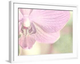 Orchid's Softness-Doug Chinnery-Framed Photographic Print