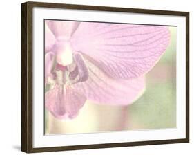 Orchid's Softness-Doug Chinnery-Framed Photographic Print