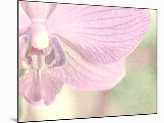 Orchid's Softness-Doug Chinnery-Mounted Photographic Print