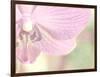 Orchid's Softness-Doug Chinnery-Framed Photographic Print