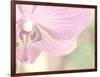 Orchid's Softness-Doug Chinnery-Framed Photographic Print