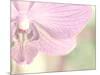 Orchid's Softness-Doug Chinnery-Mounted Photographic Print