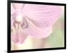 Orchid's Softness-Doug Chinnery-Framed Photographic Print