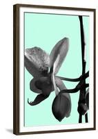 Orchid Shadow II-Sukhanlee-Framed Giclee Print