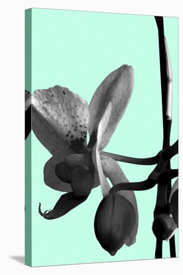 Orchid Shadow II-Sukhanlee-Stretched Canvas