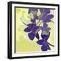 Orchid Shadows-Jan Weiss-Framed Art Print