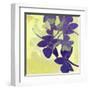 Orchid Shadows-Jan Weiss-Framed Art Print