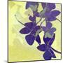 Orchid Shadows-Jan Weiss-Mounted Art Print