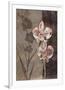 Orchid Sketch I-Tandi Venter-Framed Giclee Print