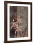 Orchid Sketch II-Tandi Venter-Framed Giclee Print