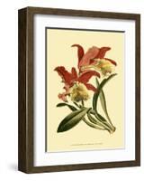 Orchid Splendor IV-null-Framed Art Print